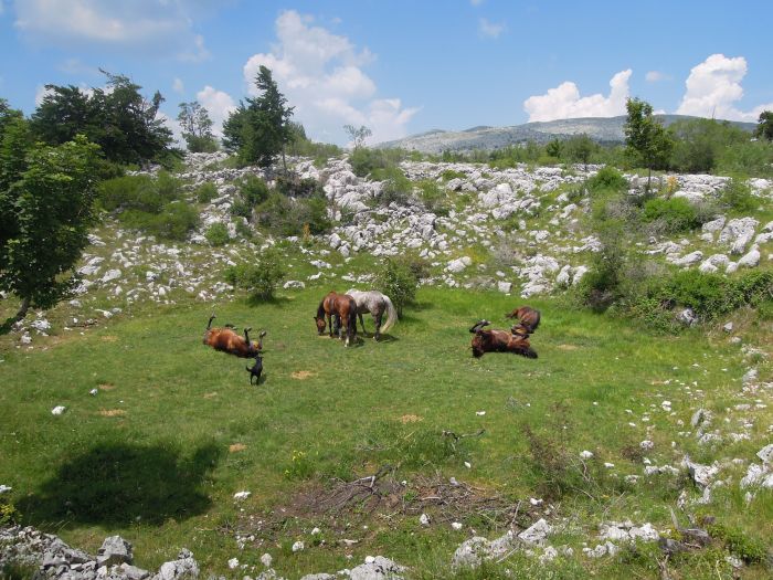 Plitvice Trail - Reittour durch das Land der fallenden Seen