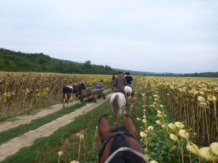 Devetaki Plateau im Galopp