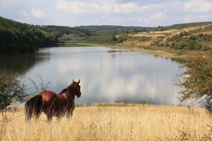 Devetaki Plateau im Galopp