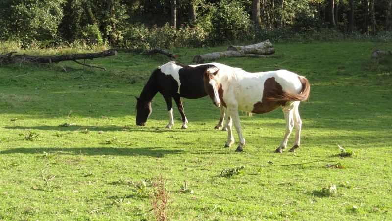 Westernreiten im Bayerischen Wald