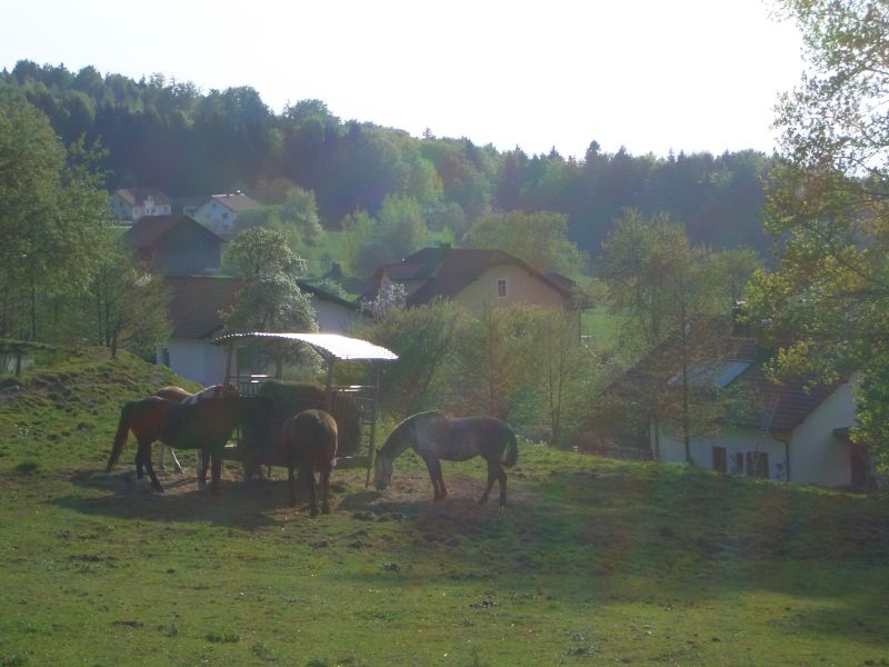 Westernreiten im Bayerischen Wald