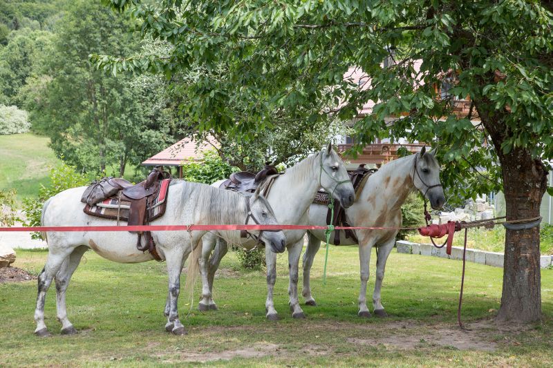 Westernreiten im Bayerischen Wald