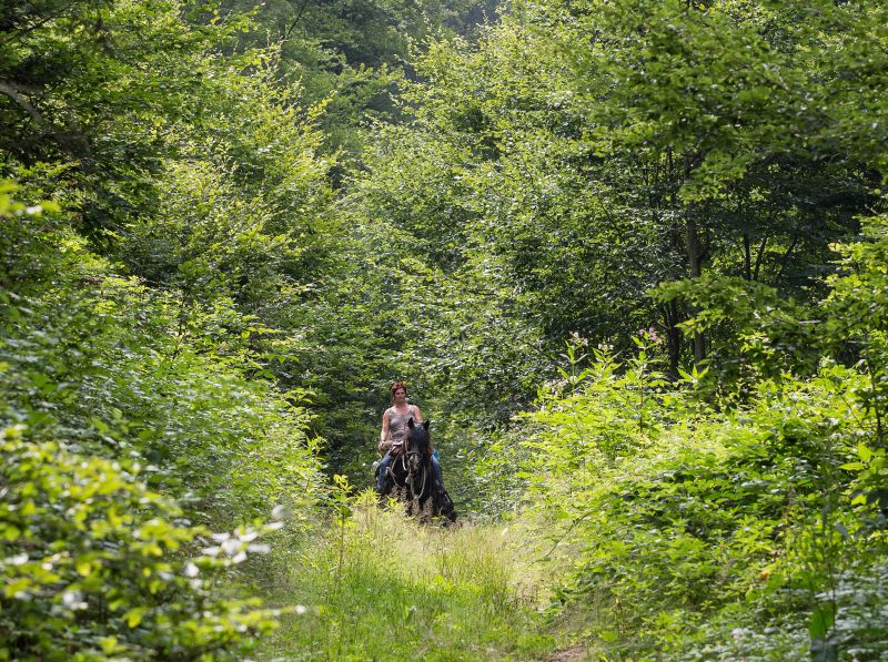 Westernreiten im Bayerischen Wald