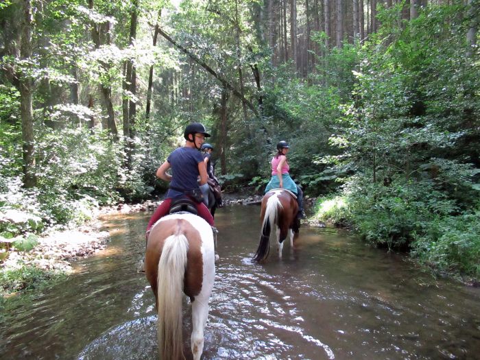 Schwarzwald- und Schluchseetrail