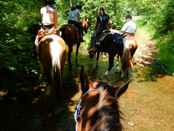 Schwarzwald- und Schluchseetrail