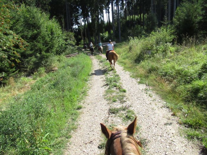 Schwarzwald- und Schluchseetrail