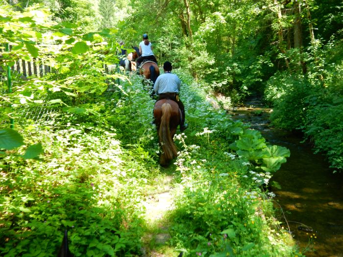 Schwarzwald- und Schluchseetrail