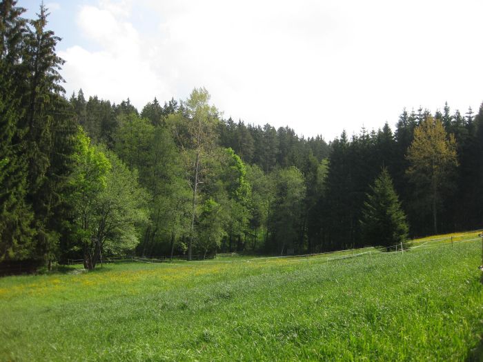 Familiärer Reiterhof im Südschwarzwald