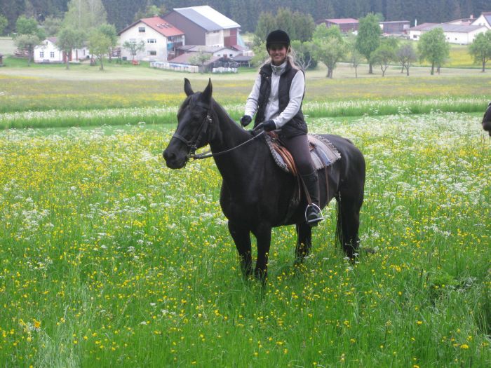 Familiärer Reiterhof im Südschwarzwald