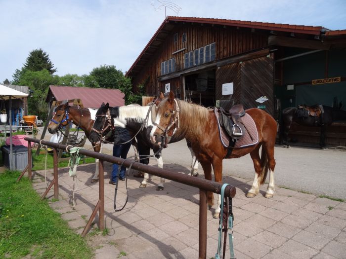 Familiärer Reiterhof im Südschwarzwald