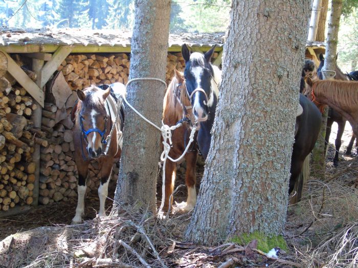 Familiärer Reiterhof im Südschwarzwald