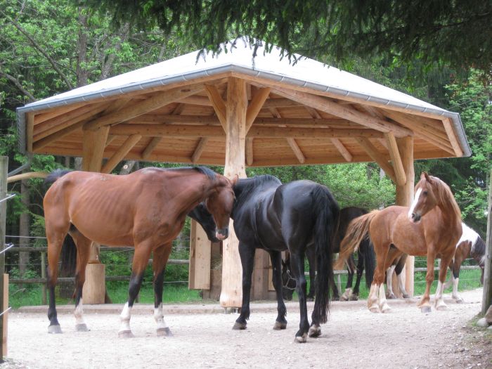 Familiärer Reiterhof im Südschwarzwald