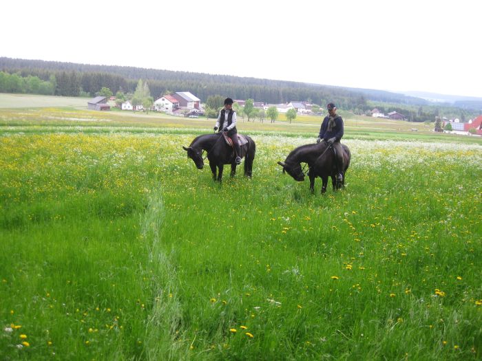 Familiärer Reiterhof im Südschwarzwald