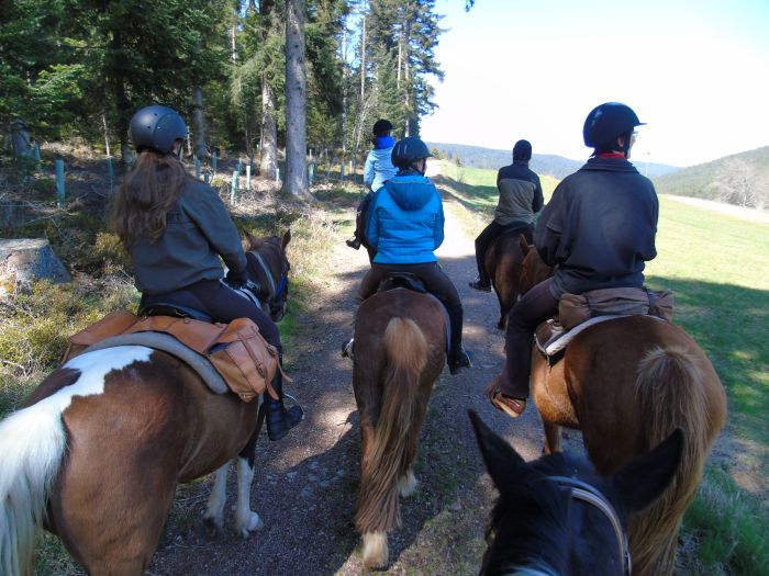 Familiärer Reiterhof im Südschwarzwald