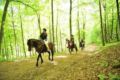 Westernreiturlaub in der Rhön