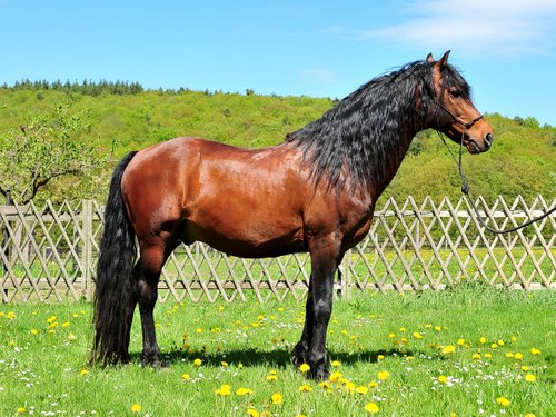 Westernreiturlaub in der Rhön