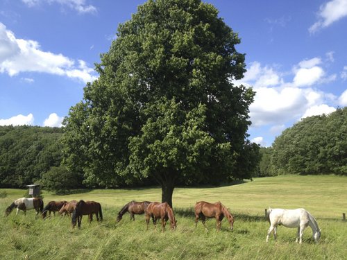 Westernreiturlaub in der Rhön