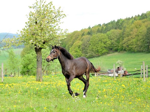 Westernreiturlaub in der Rhön