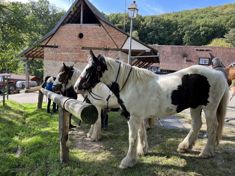 Sternritte und Wanderritt in den Nordvogesen