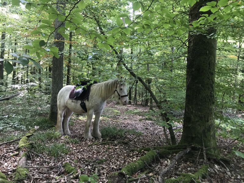 Sternritte und Wanderritt in den Nordvogesen