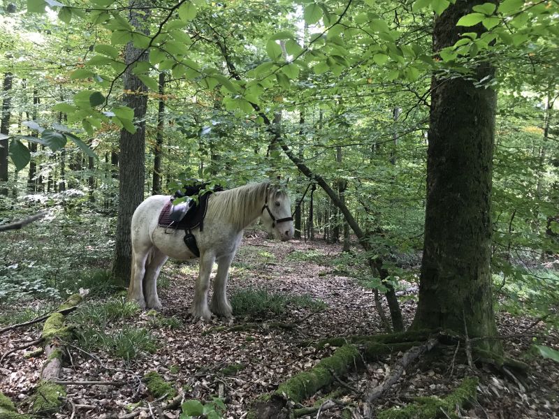 Sternritte und Wanderritte in den Vogesen