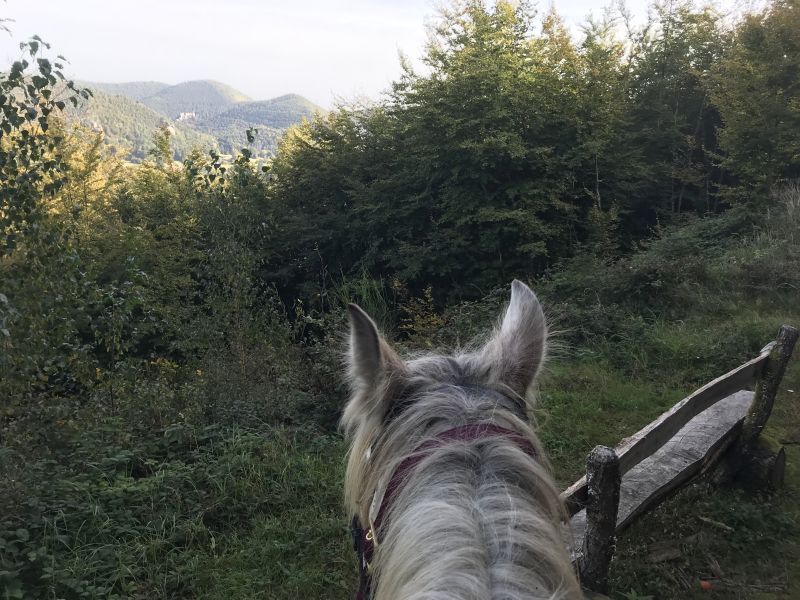 Sternritte und Wanderritte in den Vogesen