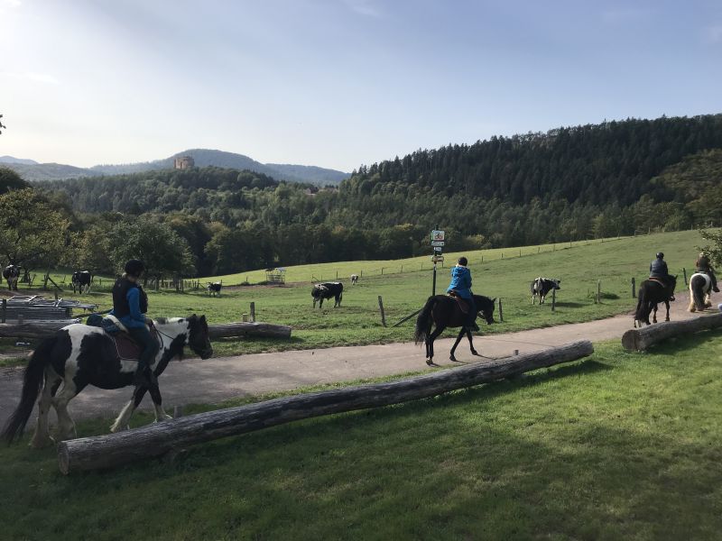 Sternritte und Wanderritte in den Vogesen