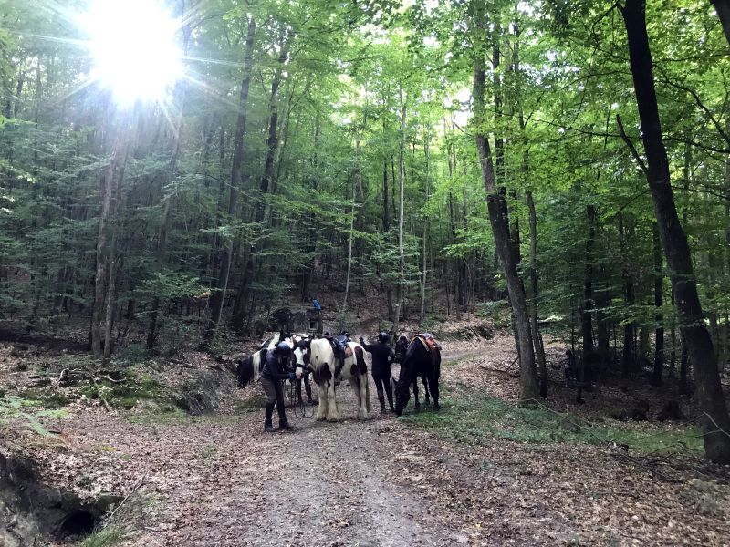 Sternritte und Wanderritte in den Vogesen