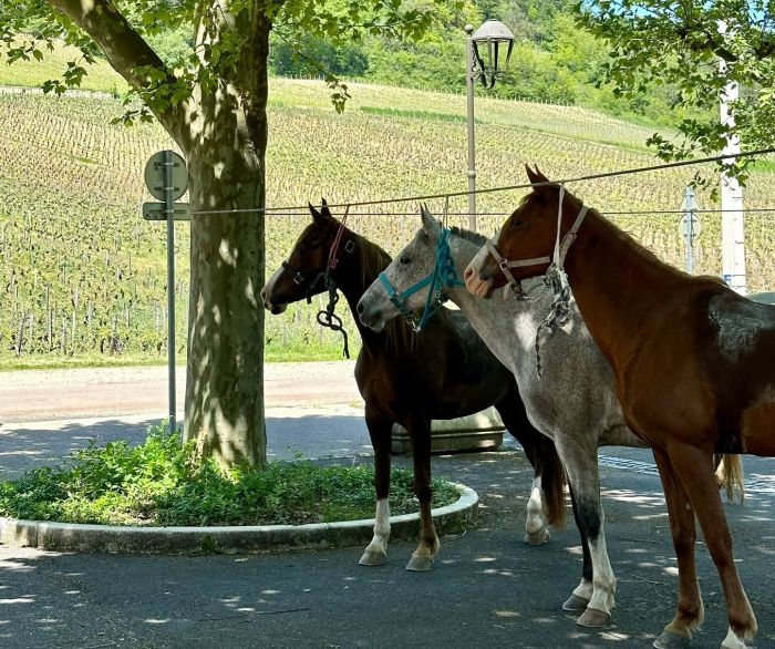 Burgund Weinberge und Schlösser Ritt