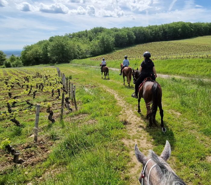 Burgund Weinberge und Schlösser Ritt
