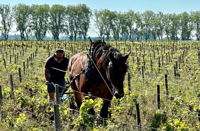 Burgund Weinberge und Schlösser Ritt