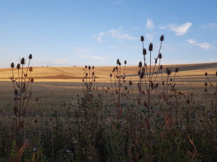 Naturpark Burgund im Galopp