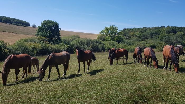 Naturpark Burgund im Galopp