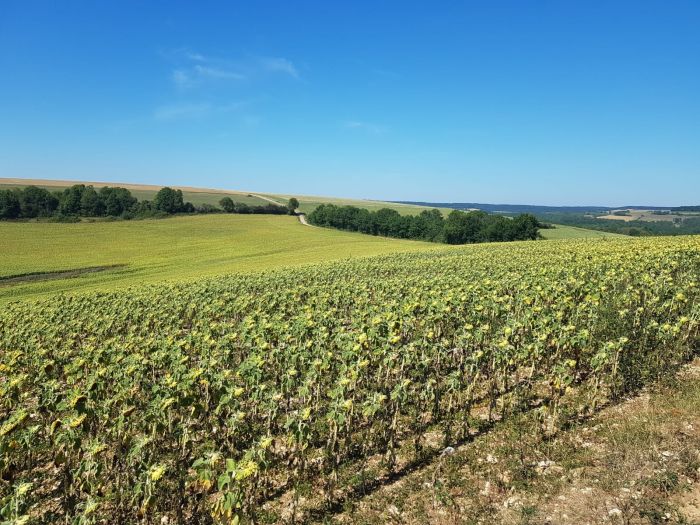 Naturpark Burgund im Galopp