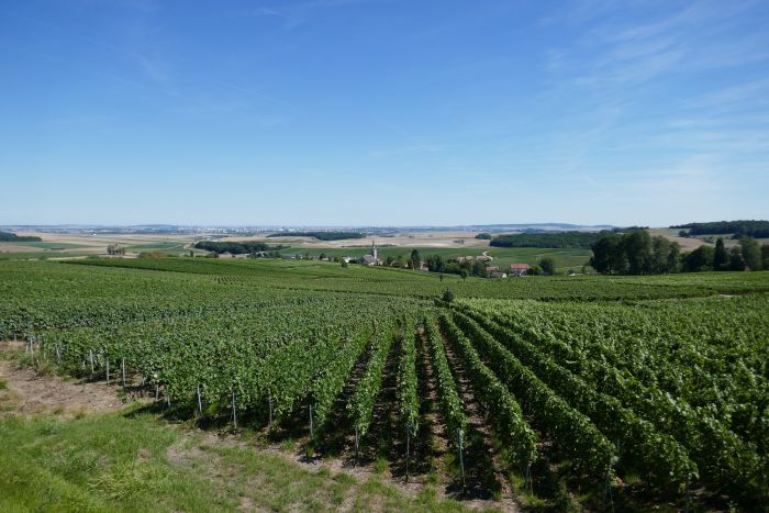 Prickelnder Ritt durch die Champagne