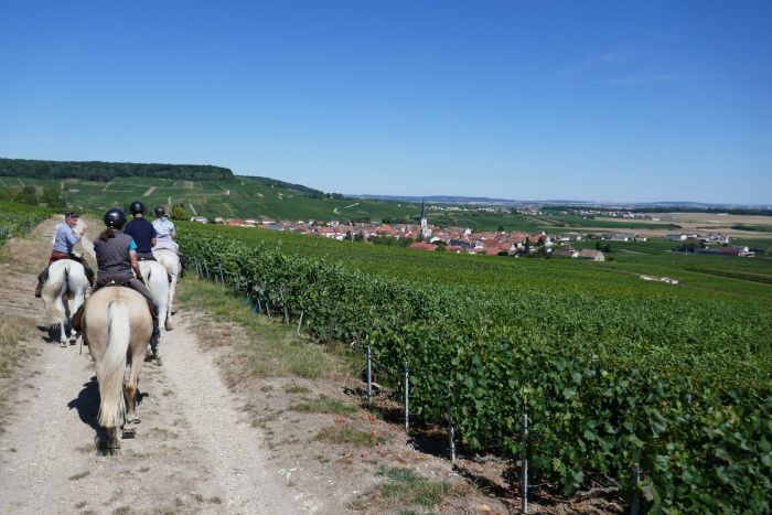 Prickelnder Ritt durch die Champagne