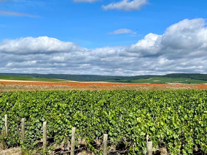 Prickelnder Ritt durch die Champagne