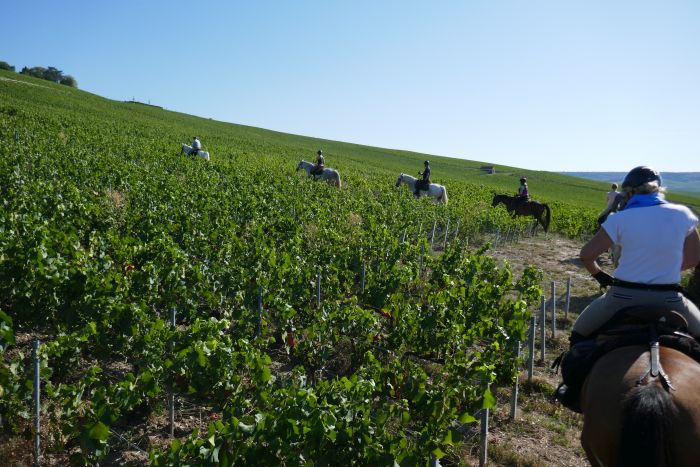 Prickelnder Ritt durch die Champagne