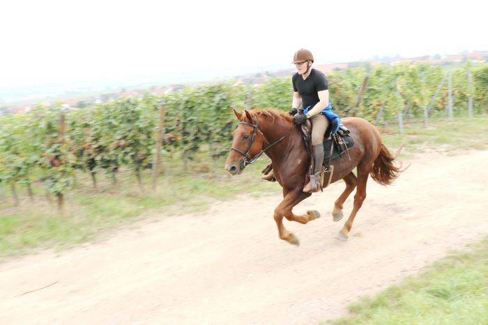 Reiturlaub im schönen Elsass