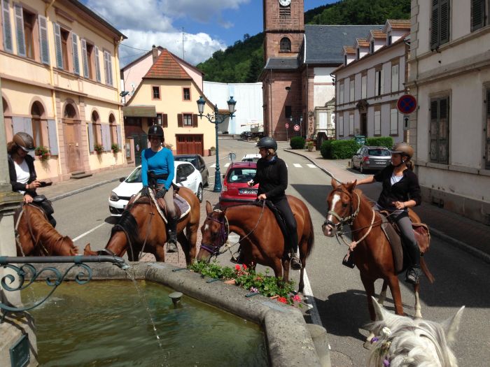 Elsass Querung im Galopp