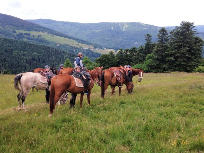 Elsass Querung im Galopp