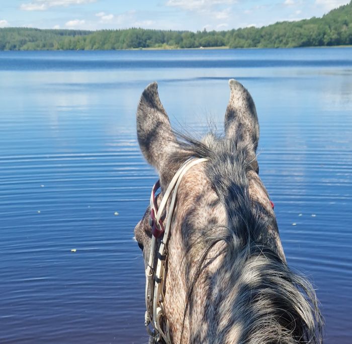 Morvan im Galopp