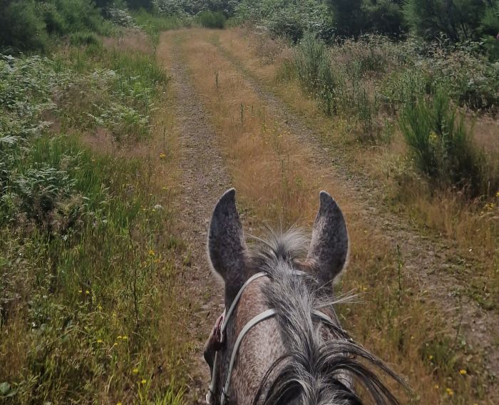 Morvan im Galopp