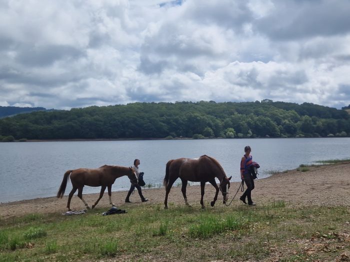 Morvan im Galopp