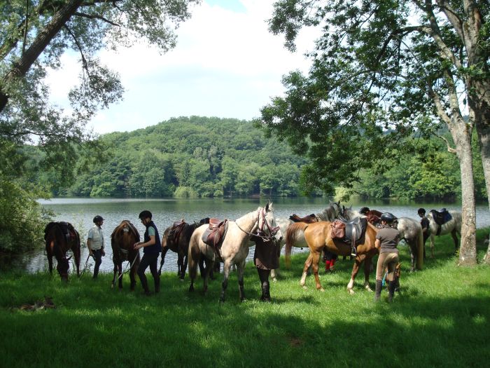 Morvan im Galopp