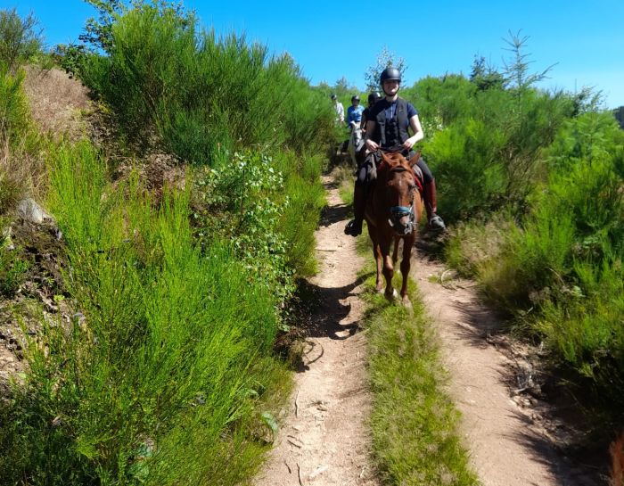 Morvan im Galopp