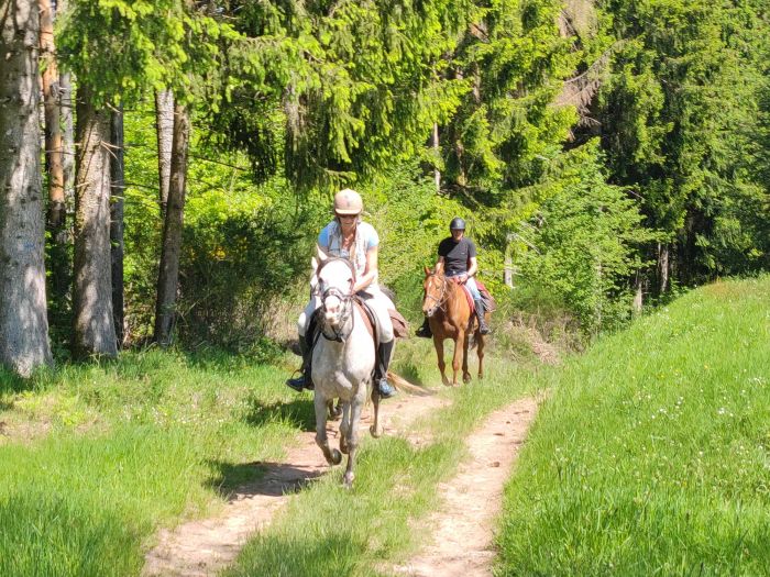 Morvan im Galopp