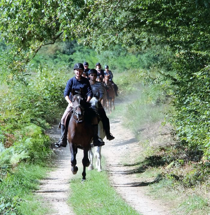 Morvan im Galopp