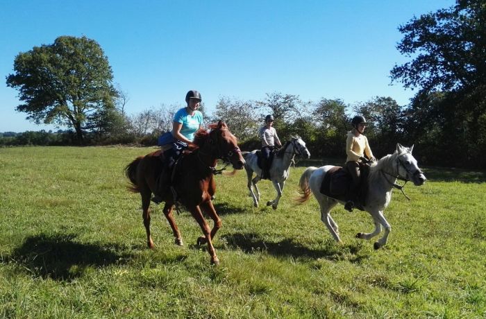 Morvan im Galopp