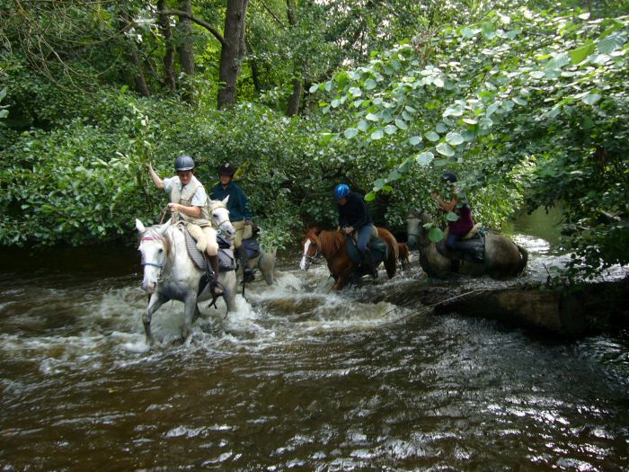 Morvan im Galopp